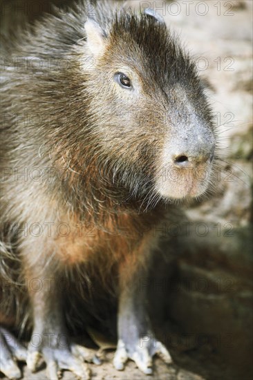 Capybara (Hydrochoerus hydrochaeris)