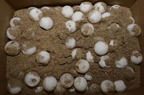 Eggs of the Olive ridley sea turtle (Lepidochelys olivacea) in a breeding station