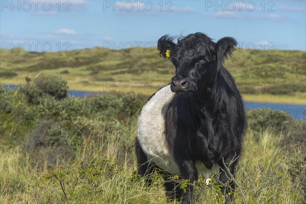 Belted Galloway