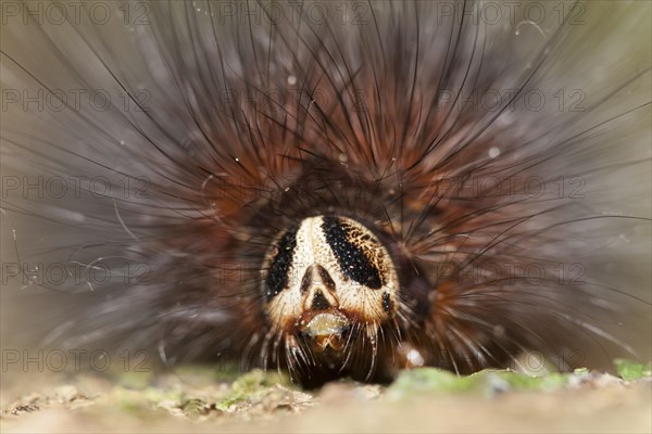 Arctiid moth caterpillar on tree trunk