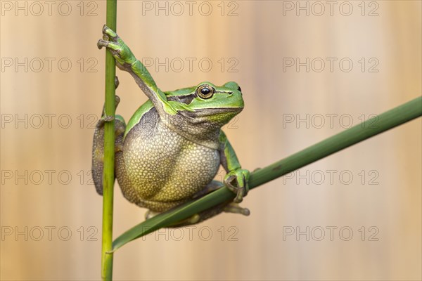 Tree frog (Hyla arborea)