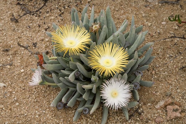 Ice Plants (Cheiridopsis denticulata)