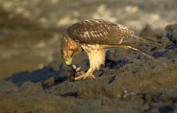 Galapagos hawk (Buteo galapagoensis) feeding on a small marine iguana