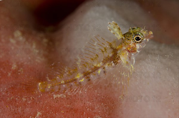 Miracle Triplefin (Enneapterygius mirabilis)