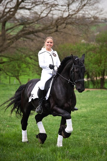 Friesian or Frisian horse