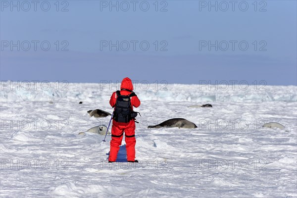 Tourist with Harp Seals or Saddleback Seals (Pagophilus groenlandicus