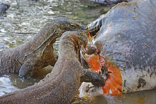 Komodo Dragons (Varanus komodoensis) feeding on the carcass of a wild buffalo that died in the mangrove area