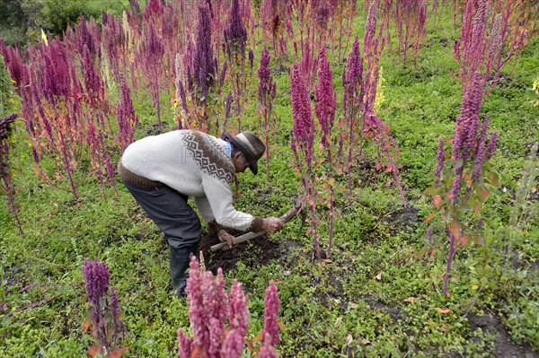 Farmer with rake in a Quinoa field (Chenopodium quinoa)