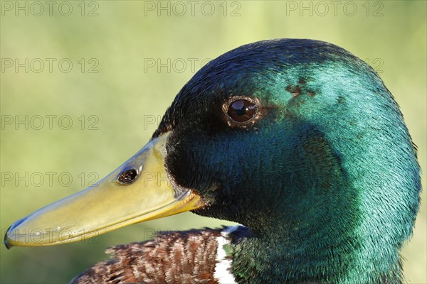 Mallard (Anas platyrhynchos)