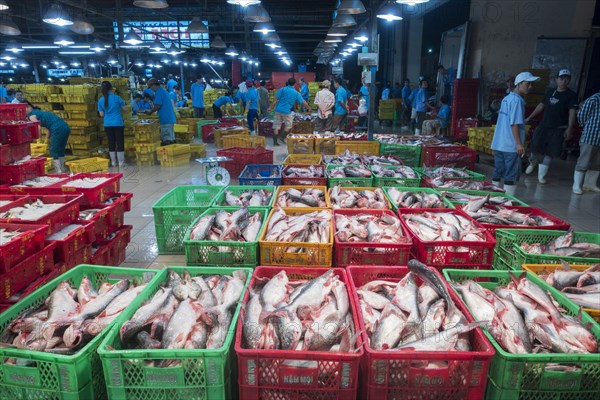 Different varieties of fish in plastic baskets with ice