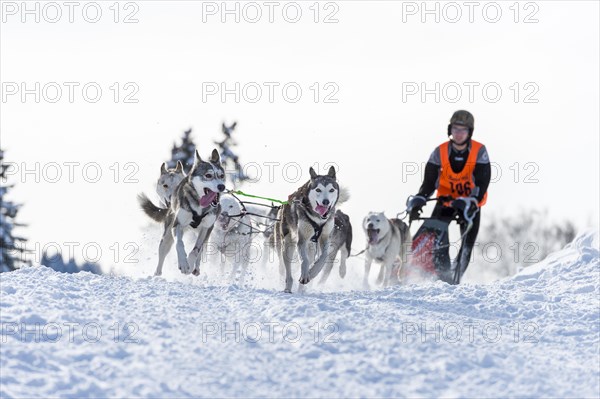 Sled dog racing