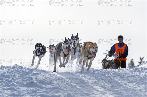 Sled dog racing