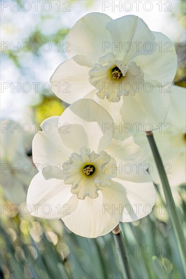 White narcissus