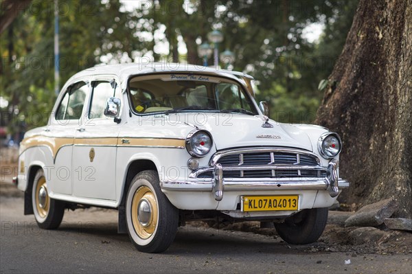 White Ambassador