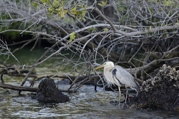 Great blue heron (Ardea herodias)