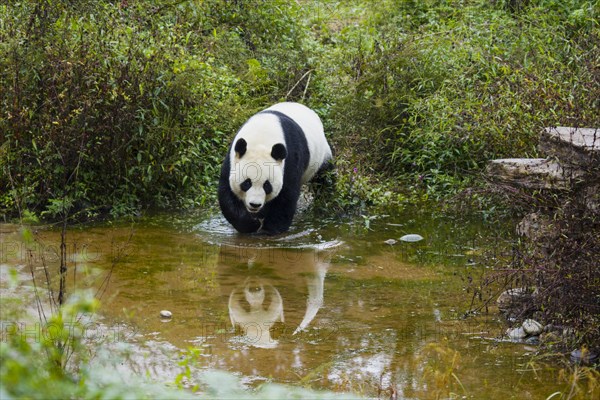 Giant Panda (Ailuropoda melanoleuca) adult