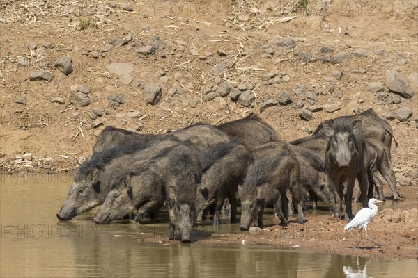 Wild boars (Sus scrofa cristatus)