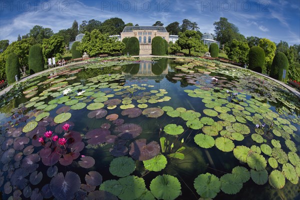 Lily pond