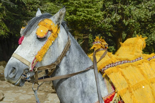 Pure-bred Arab horse