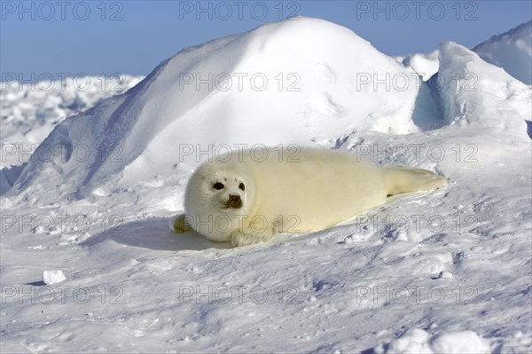 Harp Seal or Saddleback Seal (Pagophilus groenlandicus