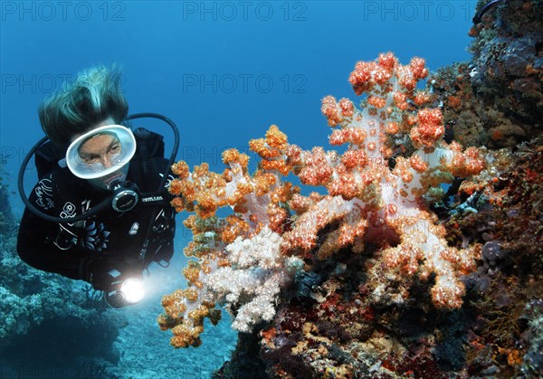 Scuba diver looking at Klunzinger's Soft Coral (Dendronephthya klunzingeri) at a coral reef