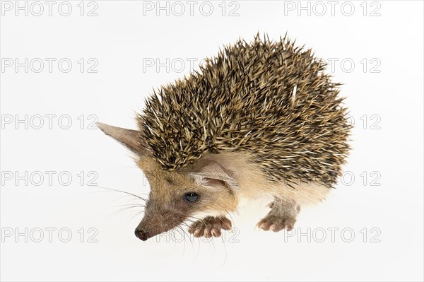 Egyptian Long-eared Hedgehog (Hemiechinus auritus aegypticus)