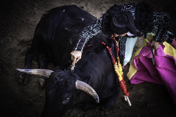 Helper killing the bull with the ""puntilla""