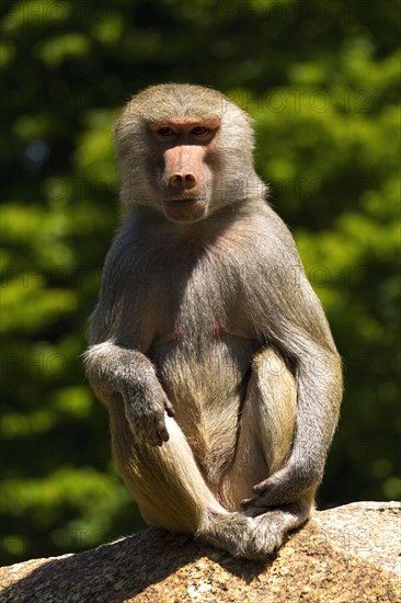 Baboon (Papio hamadryas)