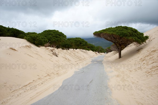 Wandering dune of Bolonia