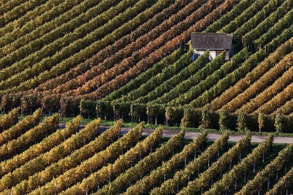 Vineyard in autumn colours