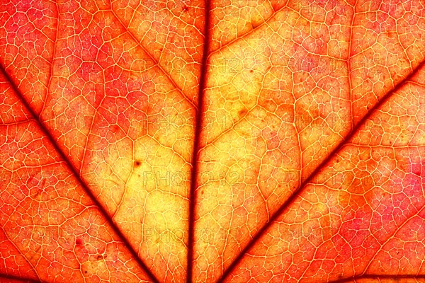 Autumn leaf