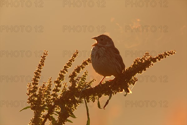 Corn Bunting (Emberiza calandra)