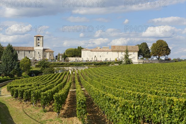 Vineyard of Chateau Canon