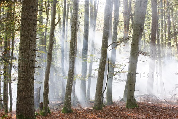 Forest of Meydat