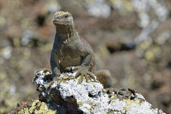 Marine Iguana (Amblyrhynchus cristatus)