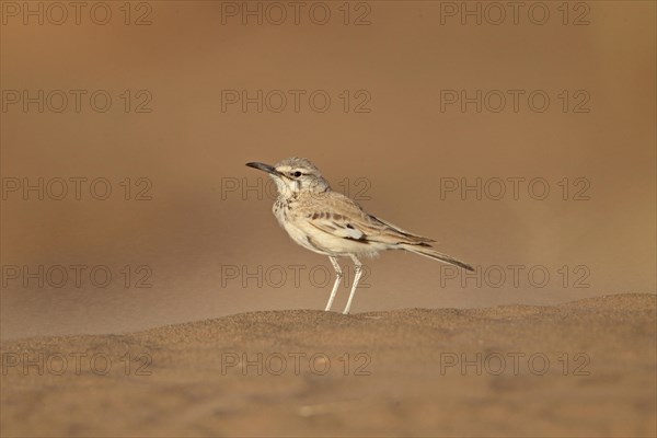 Greater Hoopoe-lark (Alaemon alaudipes) adult