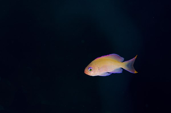 Stocky Anthias (Pseudanthias hypselosoma) female