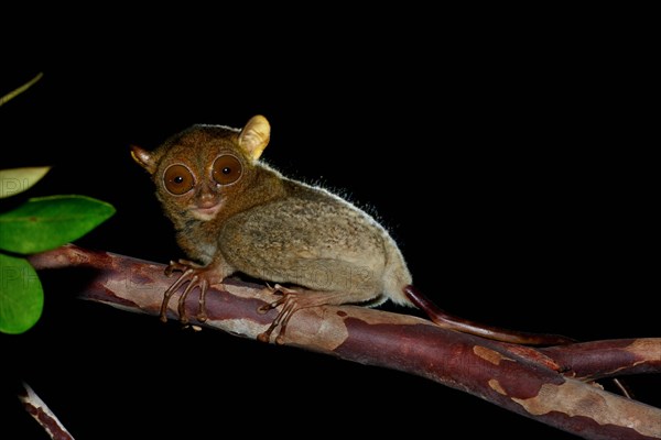 Horsfield's Tarsier (Tarsius bancanus) on branch at night