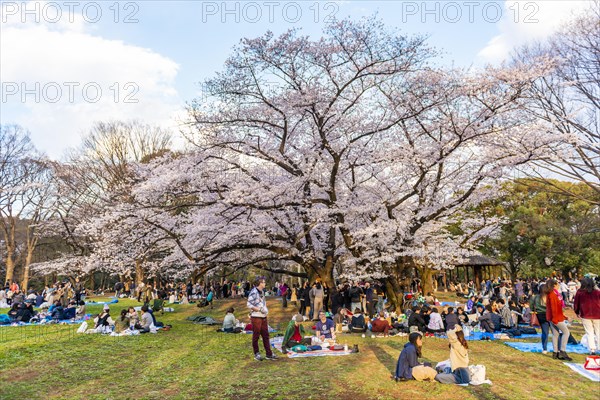 Japanese picnic under cherry blossoms in Yoyogi Park at Hanami Fest