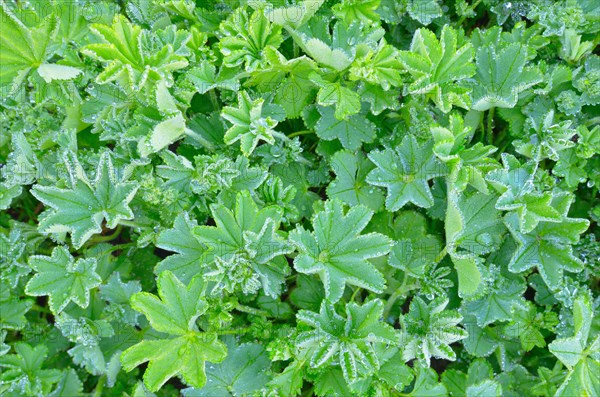 Lady's Mantle (Alchemilla sp.) with dew drops