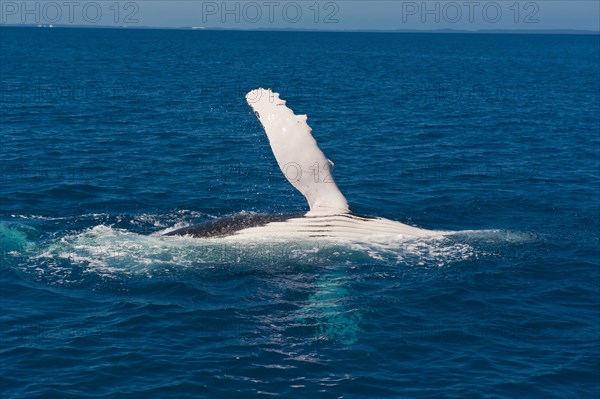 Humpback Whale (Megaptera novaeangliae)