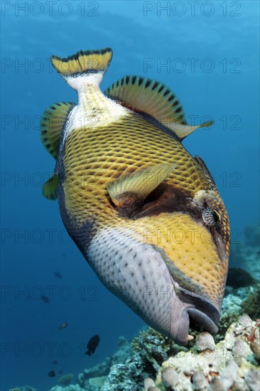 Titan Triggerfish or Giant Triggerfish (Balistoides viridescens) feeding