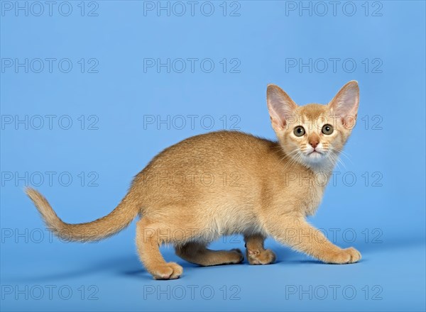 Abyssinian kitten