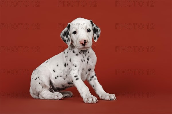 Dalmatian