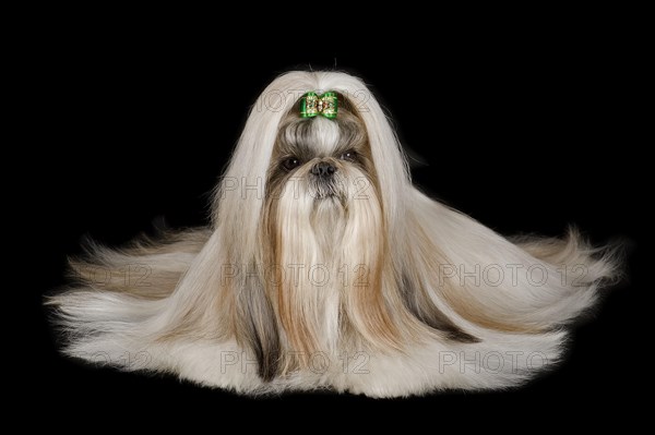 Shih Tzu