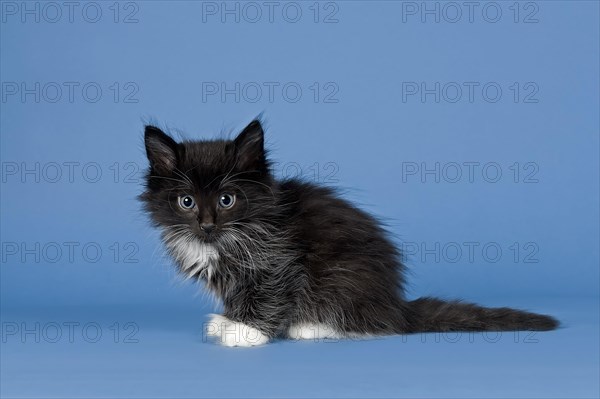 Norwegian Forest kitten