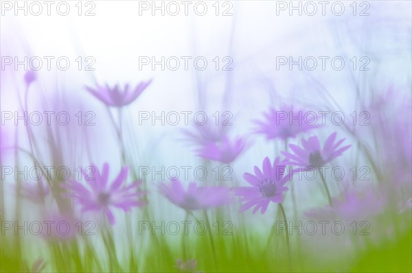 Pink flowers of Broad Leaved Anemones (Anemone hortensis) in a meadow