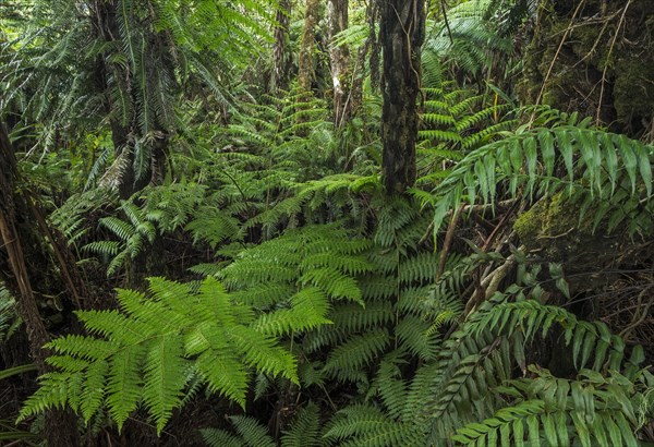 Giant ferns in dense rainforest