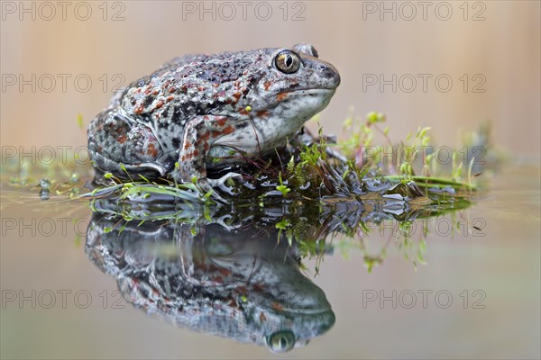 Spadefoot (Pelobates fuscus)