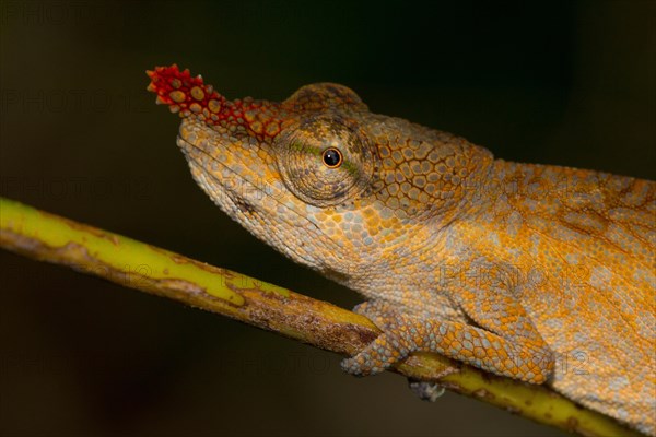 Blade Chameleon (Calumma gallus)